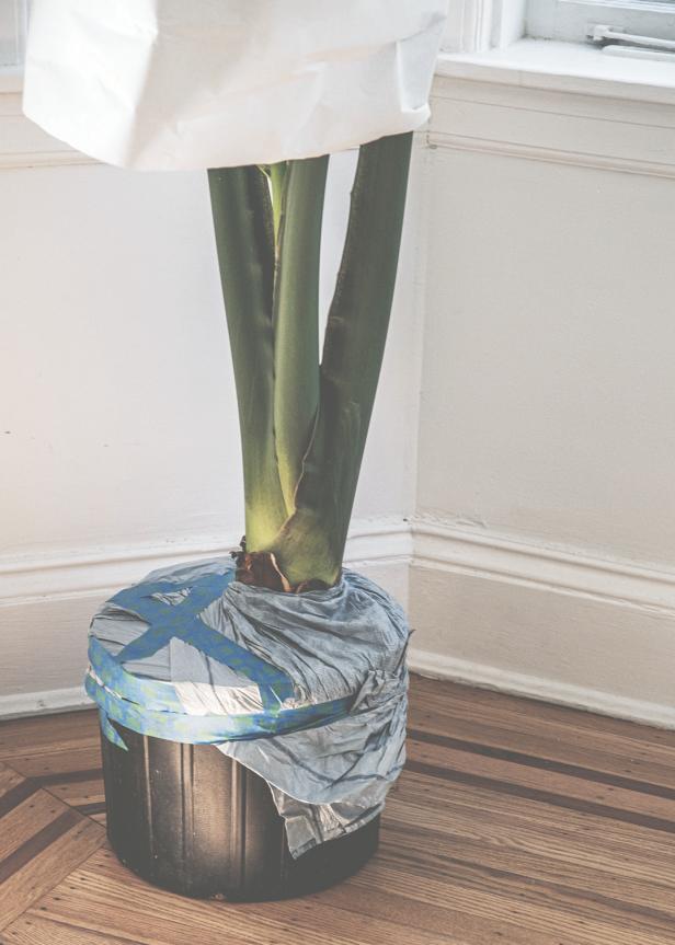 Houseplant Covered, Taped With Plastic Bag Around Pot, Kraft Paper Top