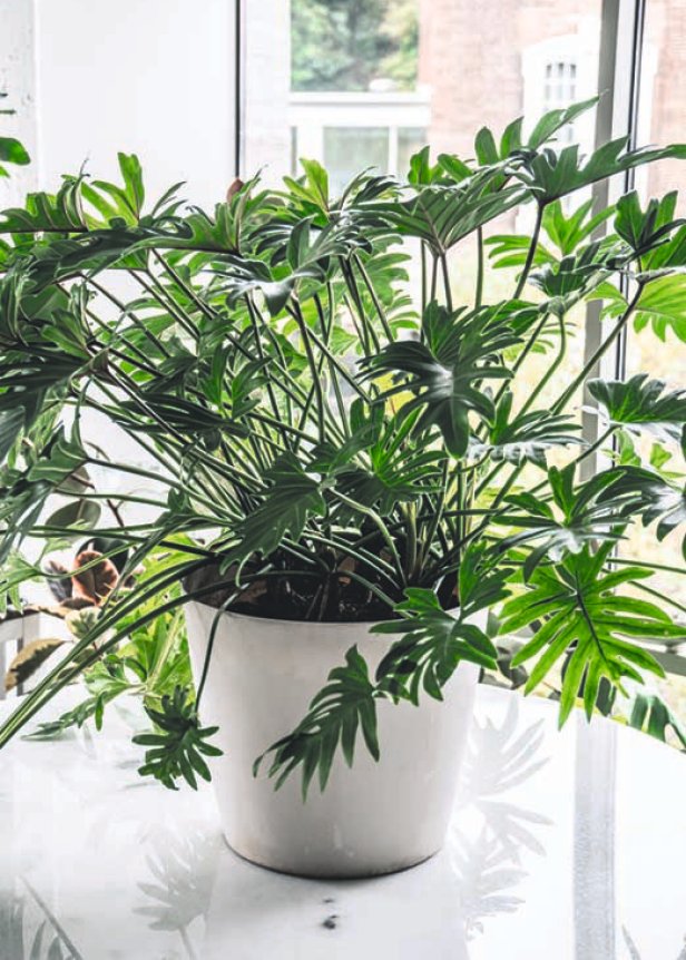 Houseplant With Lots of Foliage on Table In Apartment