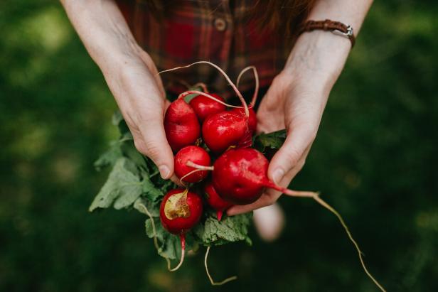Someone holding a handful of fresh-picked radishes