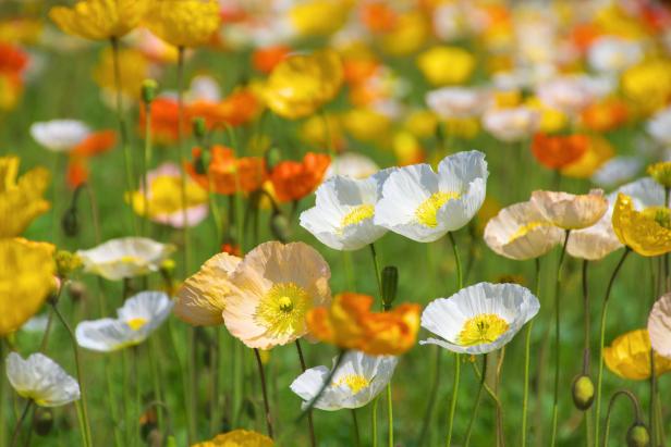 colorful iceland poppy