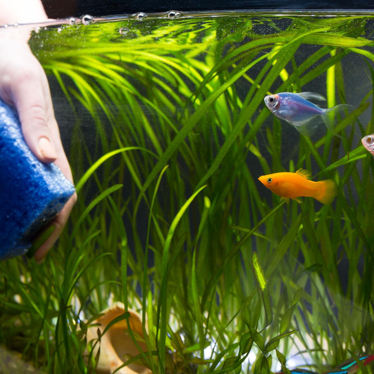 Goldfish tanks argos discount