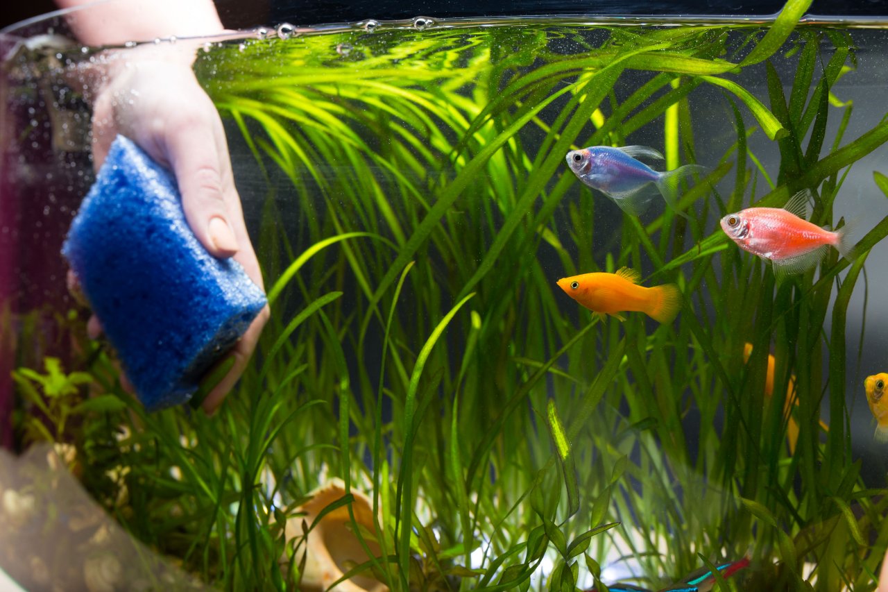 Photo inspiration: Picture Idea: How To Clean A Fish Tank