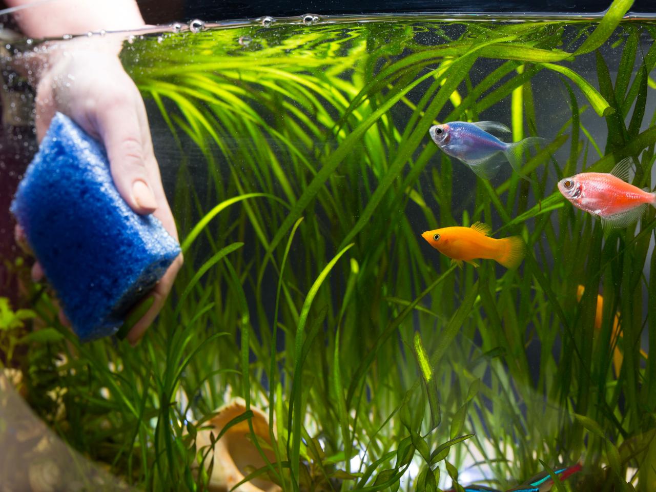 How to Clean a Fish Tank HGTV