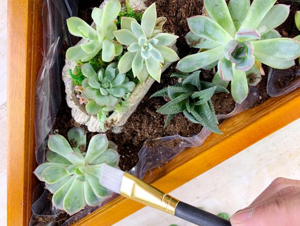 Add a layer of soil for the succulents to sit on. Place the succulents into the box arranging them into groups. Fill the area with extra soil until the roots are fully covered. Tip: Wipe away any soil that has spilled on top of the succulents with a paint brush.