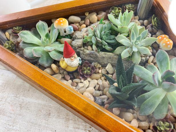 Adding mini gnomes and mini mushrooms to the mini succulent garden add a special touch.