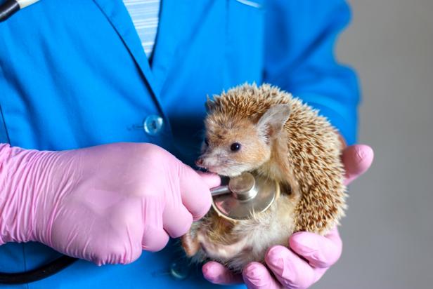 the vet examines the hedgehog
