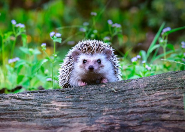 Dwraf hedgehog on stump, Young hedgehog on timber wiith eye contact, Sunset and sorft light, Bokeo background.