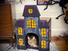 Cat inside of a black, gray, and purple cat house 