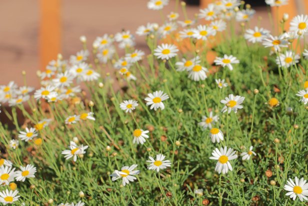 Montauk or Nippon Daisy (Nipponanthemum nipponicum)