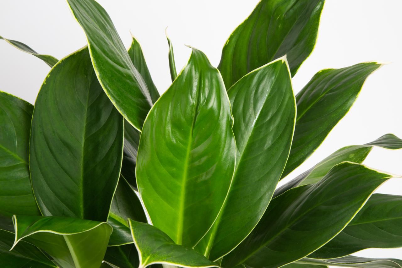 How to Grow and Care for Chinese Evergreen   Aglaonema Care   HGTV
