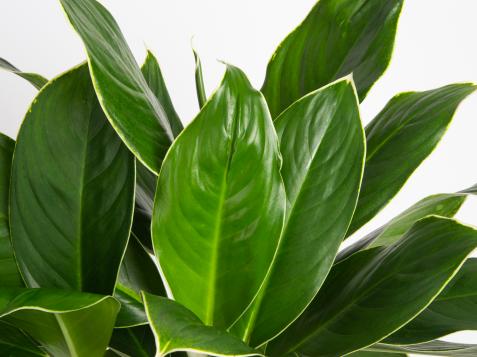 How to Plant and Grow Chinese Evergreen