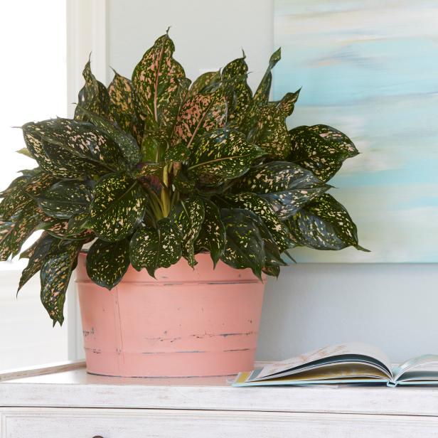 Chinese Evergreen 'Pink Dalmation'