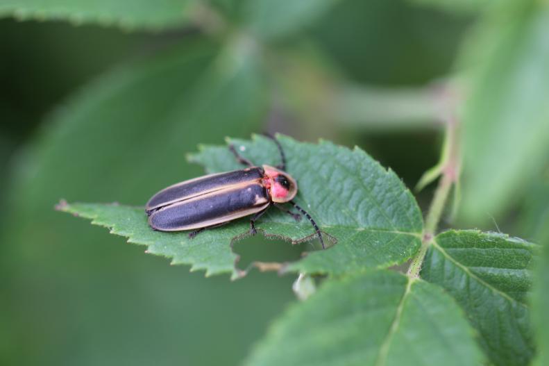 You Say Firefly, I Say Lightning Bug