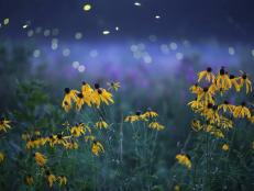 Invite Fireflies to Your Yard or Garden With Wildflowers