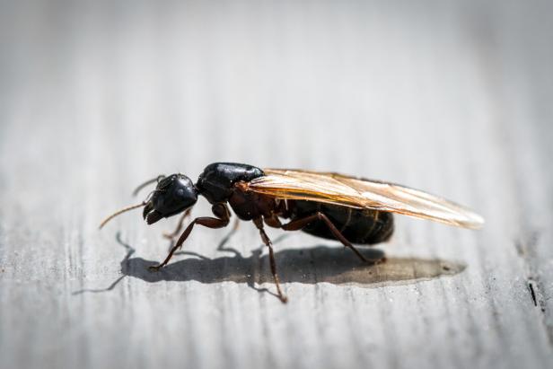 winged carpenter ants