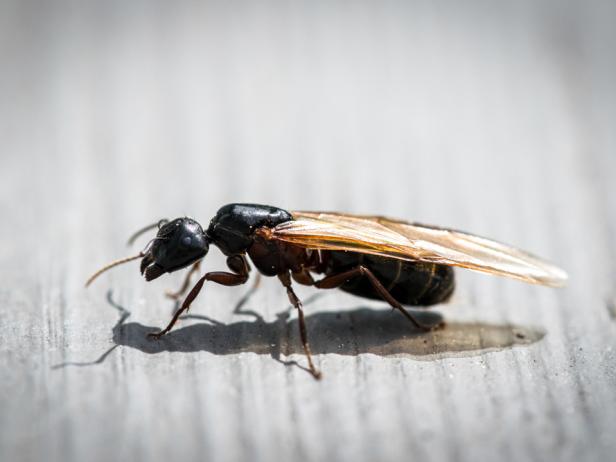 How to Get Rid of Carpenter Ants | HGTV