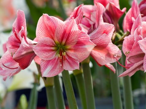 How to Grow and Care For Amaryllis