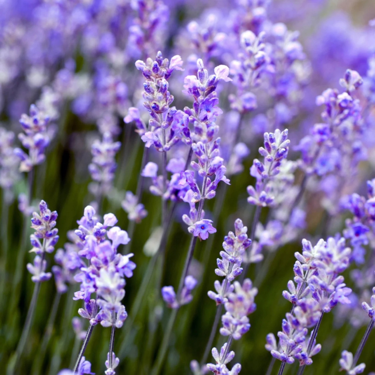How to Plant Grow and Care for Lavender HGTV