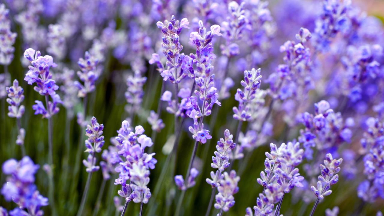 Lavender Growing Guide, Tui