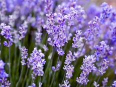Grow lavender in your garden and you’ll be rewarded with colorful flowers, wonderful fragrance and a feast for pollinators — all from a low-maintenance plant.