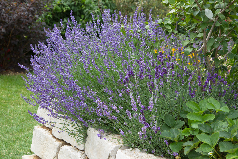 Lavender GROSSO Live Plant Dark Purple Flowers Houseplant Growing in 4" Size Pot 