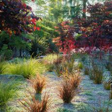 Drought Tolerant Garden With Red Trees