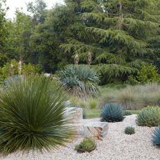 Drought Resistant Garden With Gravel