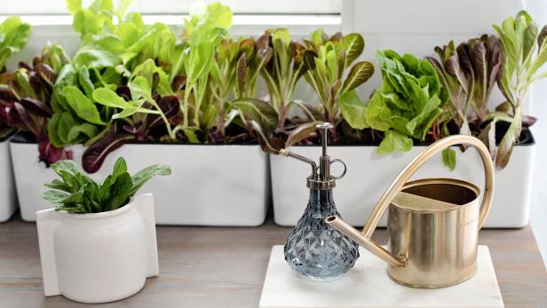Lettuce Plants Grown Indoors