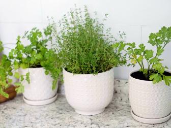 Parsley, Thyme and Cilantro Plants in White Pots