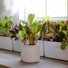 Lettuce Grown Indoors
