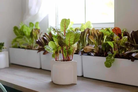 Tips for Growing Vegetables and Herbs Inside | HGTV
