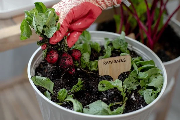 How to Grow Vegetable Garden Indoors: Ultimate Guide