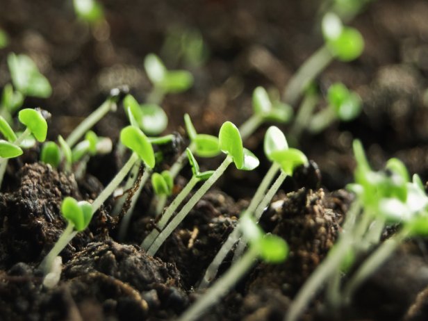 How to Start Seeds Indoors | HGTV