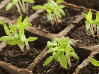 Sprouting Plants in Rows