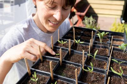 Which Seeds Should I Start Indoors? - Gardening Tips From Main Street Seed  & Supply