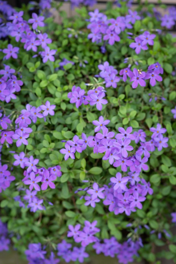 Phlox stolonifera 'Sherwood Purple' commonly called creeping phlox and useful for ground cover
