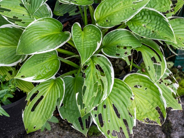 How to Get Rid of Slugs | Controlling Slugs in the Garden | HGTV