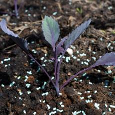 Red Cabbage Seedling