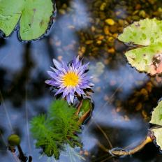 Pond With Purple Flower