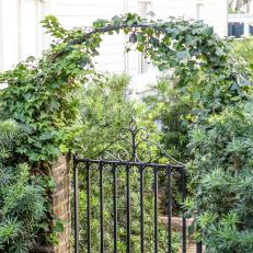 Wrought Iron Gate With Ivy