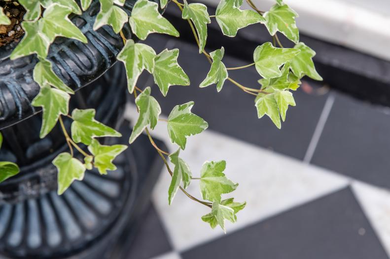 Variegated Ivy