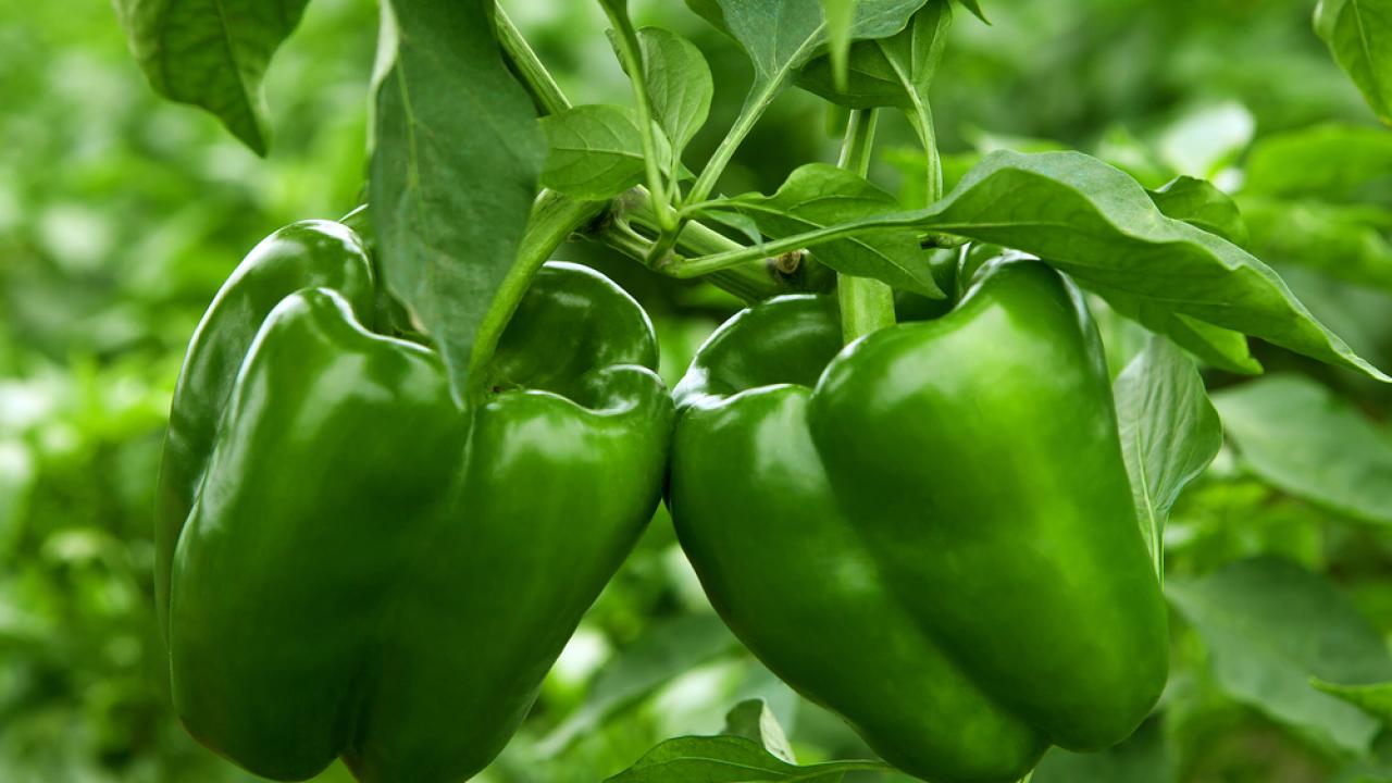 How to Plant and Grow Bell Peppers HGTV