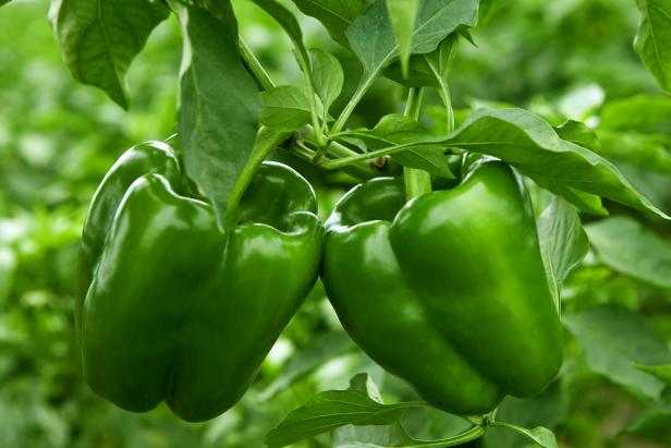 growing bell pepper