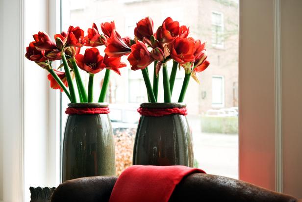 Online Floral Shop, Amaryllis & Tulips