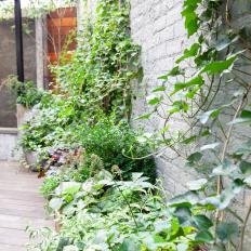 Container Garden With English Ivy