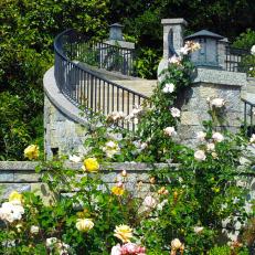Roses and Curved Stairs