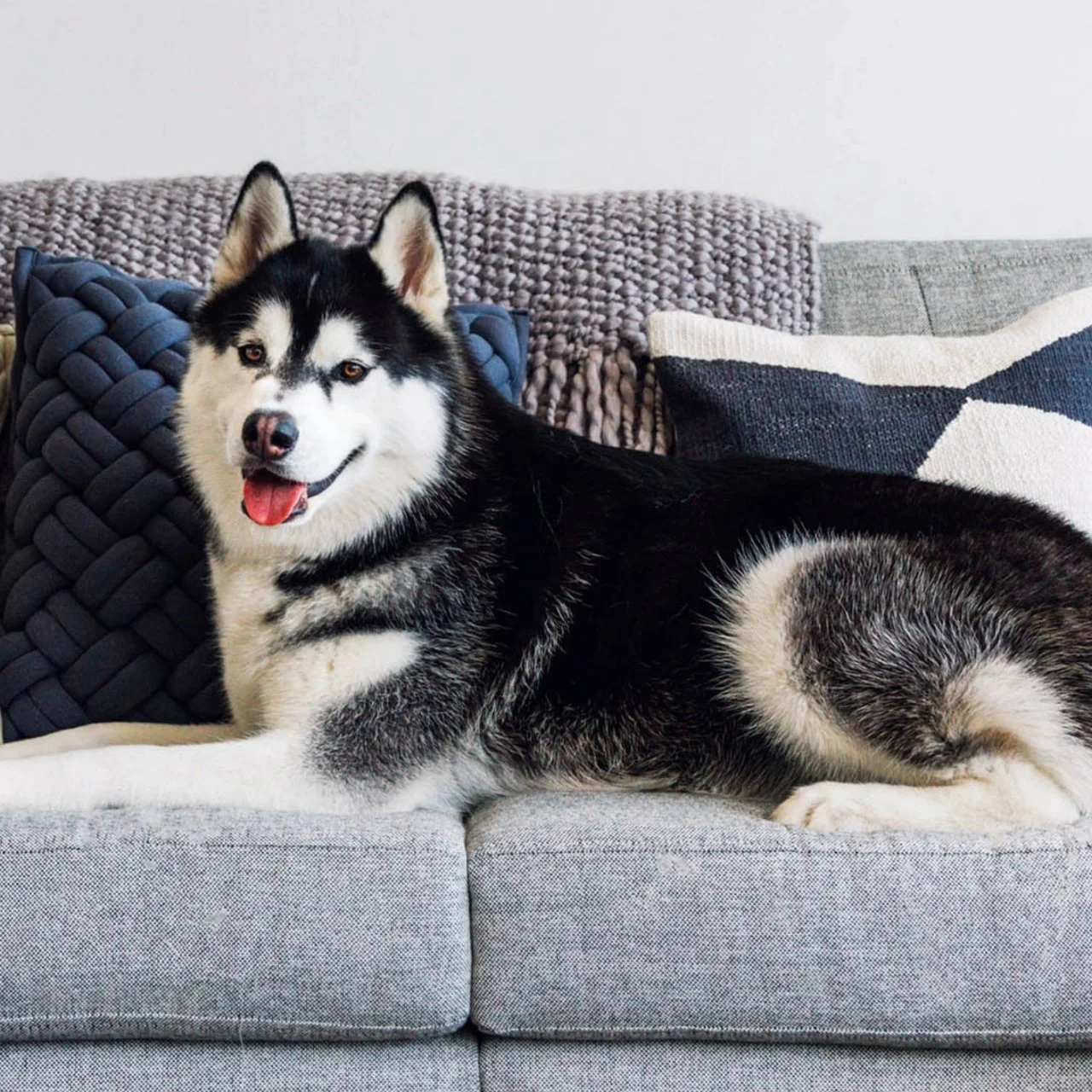 Best couch for kids and dogs deals