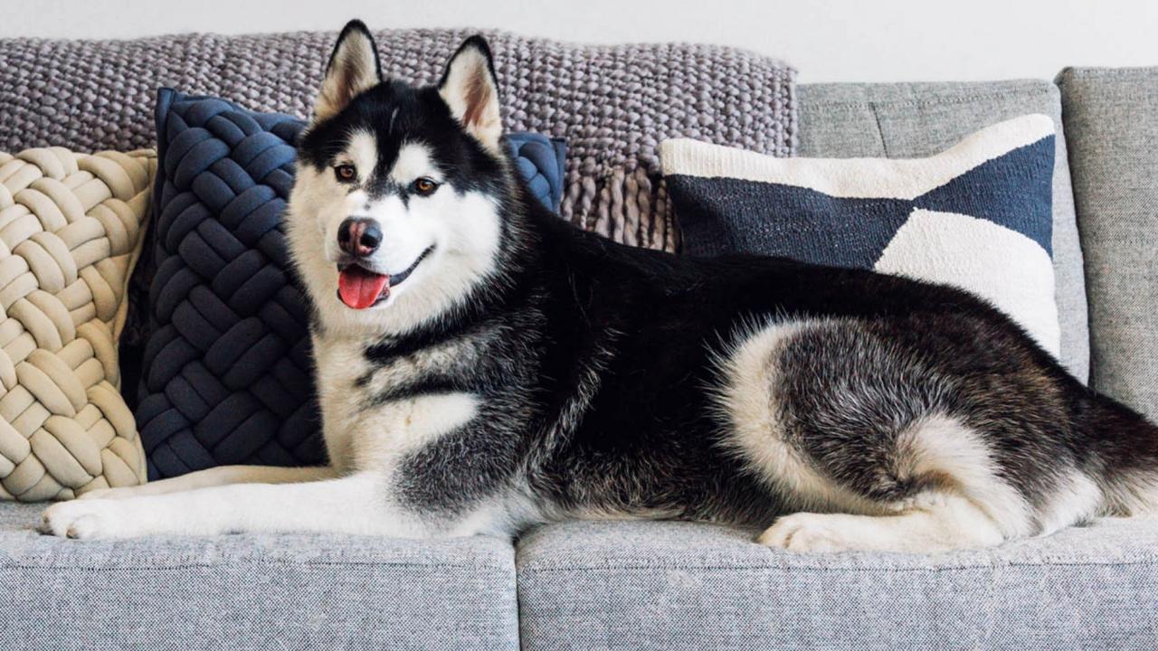Dog Friendly Sofa Fabric | Baci Living Room