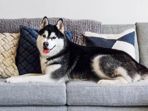 The 10 Best Couch Covers and Furniture Protectors for Dogs