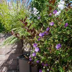 Container Garden With Purple Flowers